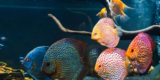 Which Types of Fish Tanks Are Ideal for Beginners?